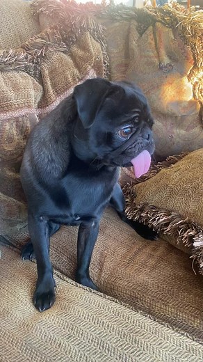 Funny Pug Screams When Petted - Cute Pug Life Moment