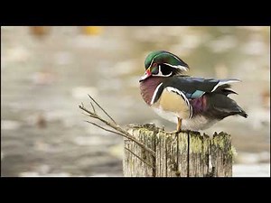 Wood Duck Sounds