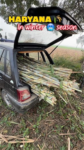 A.K. Duhan on Instagram: "🔥Chal seet leher tere seher dekh le ❤️#haryana #explorepage✨ #haryana_love #haryana_vale #viralreels❤️"