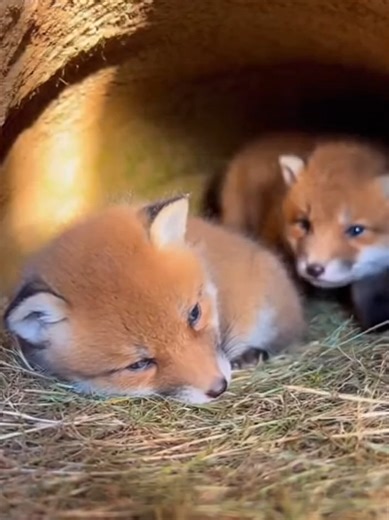 Cozy Fox Cub Snuggles for Heartwarming Moments