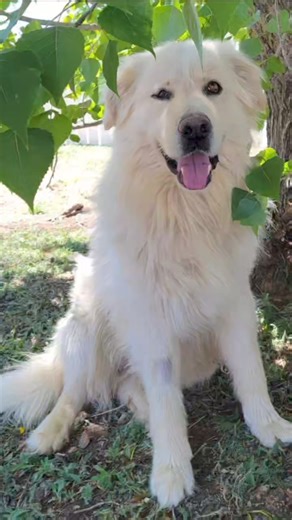 Jackson is a 5-year-old male Great Pyrenees who has been waiting for his forever family for 79 days and counting. Could you be the one he's been dreaming of? He's ready to meet you and prove that he's the perfect addition to your family! 🏔️Adventurous Spirit: Always ready for a new journey, but also loves to snuggle up. ⌚Independent Yet Affectionate: Confident and content on his own, but cherishes time with his humans. 🐶Good with Other Dogs: Generally gets along well, but can be selective. 🦴T