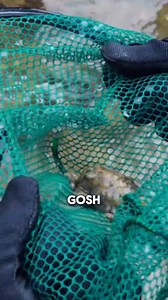 21K views · 234 reactions | Catching the Deadliest Sea Creature! #wildlife #bravewilderness #TidePooling #octopus | Brave Wilderness | Facebook