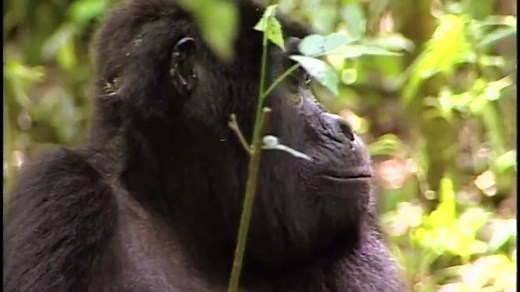 The First Human (Evolution Documentary) | Timeline