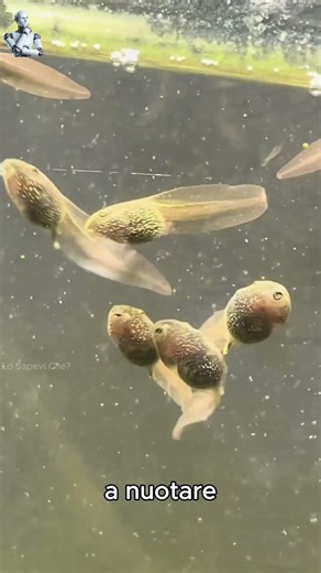 La trasformazione di 6 settimane in un esercito di rane |Lo Sapevi Che?