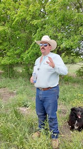 40K views · 730 reactions | What plant or grass do you think the sheep will eat first? #Sheep #Dorpers #Plants #Grass #Grazing | Bar 7 Ranch | Facebook