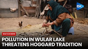 Sun dried fish, locally known as Hoggard, is a cherished winter tradition in Kashmir, especially for the fishing communities in Bandipora. This age old practice relies on Wular Lake, the regions primary source for fish. However, rising plastic pollution and impact of climate change are suffocating the lake, threatening the survival of both the ecosystem and this culinary heritage. Locals fear that without government intervention and efforts to restore Wular Lake, this tradition and their livelih