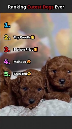 Ranking Viral Cute Dogs: From Adorable to INSANE Cute