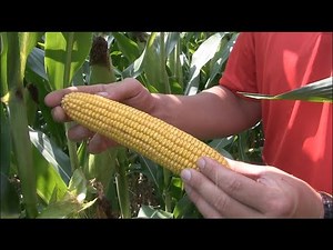 Corn School: The power of proper seed singulation