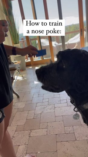 71 reactions | A nose poke may seem basic, but it’s the base of training that leads to a whole bunch of other complex tasks like closing doors and drawers, alerting to a medical episode, and alerting caregivers to follow them to their handler. It’s an important task for service dogs and continued training is so important. Good luck and happy training! | REAL K9 Training LLC | Facebook