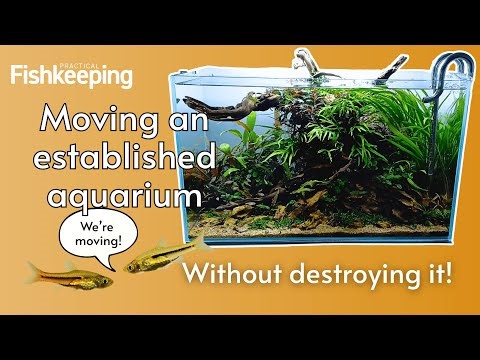 How to move a mature aquarium without ruining the aquascape!
