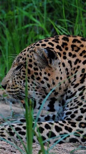 Beautiful male leopard resting and digesting a warthog