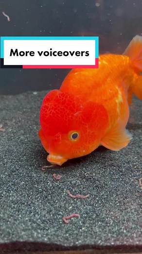 Funny Goldfish Voiceover Compilation