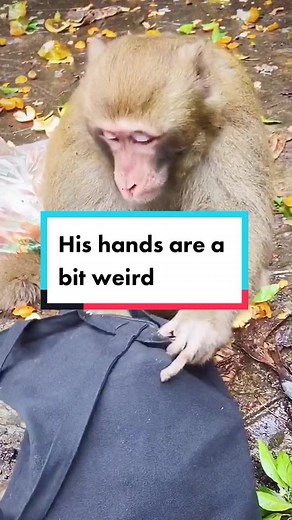 This monkey is so smart😂😂#smartanimals #monkey #animal #cuteanimals #kangaroo #littlemonkey