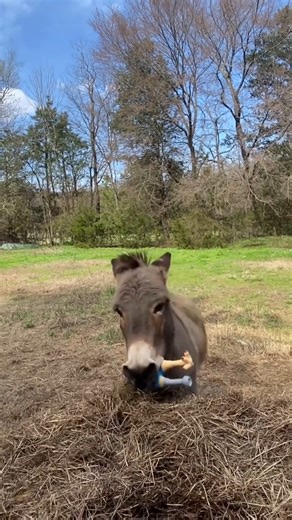 Watch till the end… you won’t believe what this donkey did 😆 #dancechallenge #donkey #donkeysoftiktok #donkeysofinstagram | Donkey lover