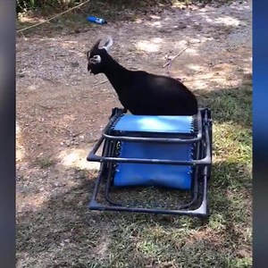 292K views · 4.3K reactions | TRY NOT to LAUGH Animals - FUNNY PET FAILS | Funiest Pets | Facebook