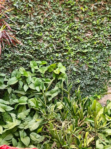 Exploring Murang'a University and Its Medical Courses