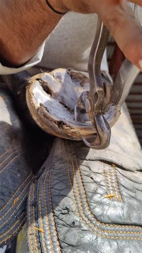 horse shoe fix and trim back side