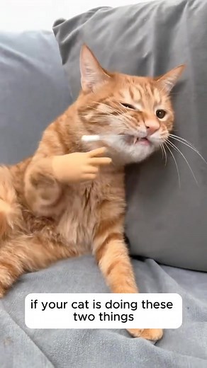  How Our Scientific Formula Works: • Natural Fiber Matrix: Gently sweeps ingested fur through the digestive system, preventing formation of hairballs • Omega-Balance Blend: Supports skin health from within, significantly reducing excessive shedding • Dual-Texture Design: Cleans teeth while satisfying natural chewing instincts | Justtry-pet | Facebook