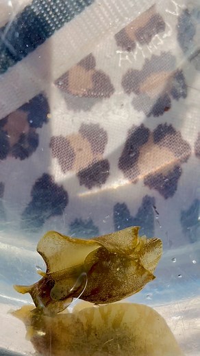 👀 What IS this squishy little ocean alien?! 🐛🌊Found this wiggly dude while beachcombing — he looks like a mix between a sea slug, a bunny, and an alien. 🛸Any guesses what he is? Drop ’em below! ⬇️ #FloridaSeaLife #Beachcombing #OceanWeirdos #FloridaBeaches #BeachFinds #MarineLife #TidePoolTreasure #WeirdWildlife #OceanVibes #WildFlorida #NatureNerd #FloridaNature #SaltLife #BeachDay #OceanMystery #MarineBiology #FloridaAdventure #OceanCreatures #finestfloridabeaches | Finest Florida Beaches