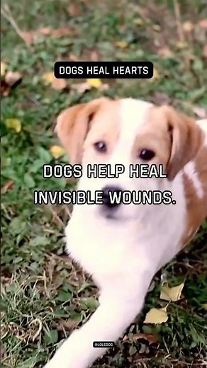 Dogs help heal invisible wounds. Sometimes better than words.