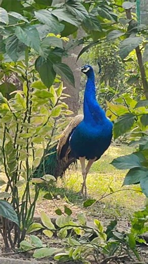 peacock HD SOUND 🦚 PEAFOWL BIRD CALLING #nature #beautiful #peacock #mor #birdlife #youtubeshorts