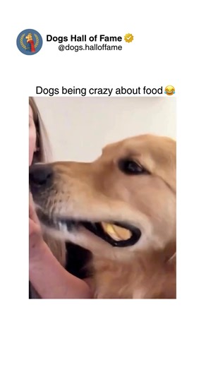 Dogs • Cute Dogs • Dog Videos | Dogs demonstrate extreme food motivation through evolutionary survival programming where ancestral canids faced unpredictable food... | Instagram