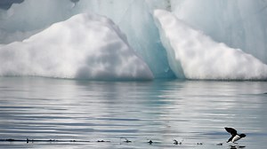 Arctic voyage finds global warming impact on ice, animals