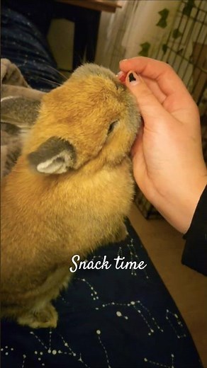 Snack time and tricks