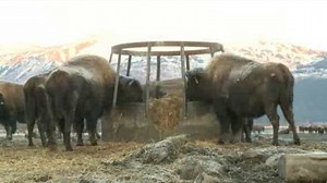 Bison Return to Alaska for the First Time in a Century