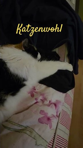 Königstein Katzenwohl 🐈 🎶