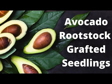 Avocado Rootstock Grafted Seedlings