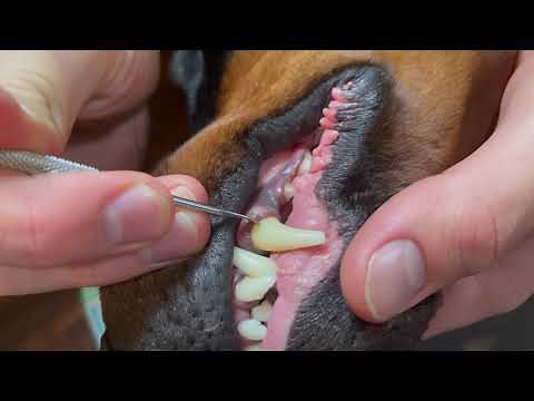 How to Deep Clean your Dog's Teeth