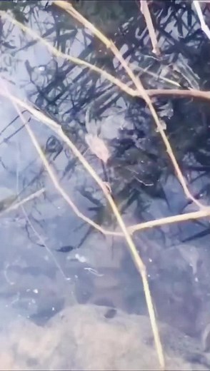 Beautiful Underwater Footage of a Large Patterned Fish