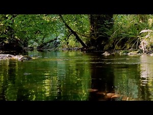 GENTLE BROOK SOUNDS WITH GOLDEN ORIOLE BIRDSONG, INSTANT STRESS RELIEF, RELAXING NATURE SOUNDS