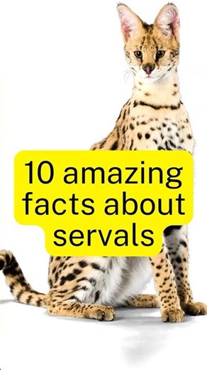 "10 amazing facts about servals" #Serval #facts #shorts