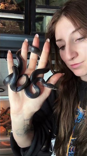 Isn’t she stunning… house snakes are underrated.