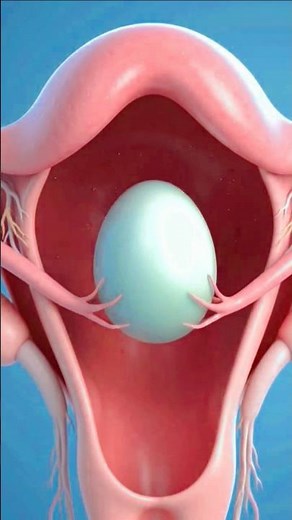 Menstrual Cycle in 3D Animation