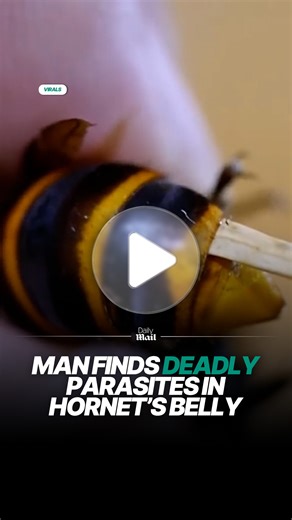 He was so brave to remove the parasite from a murder hornet 👏 | Daily Mail Australia