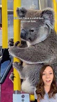 Koala rides bus back home from adventure in Brisbane, Australia 🐨