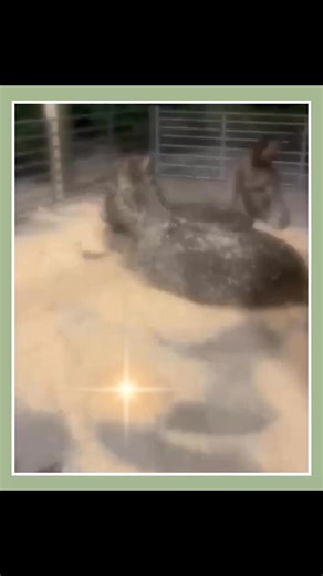 Choose your perfect Christmas tree in our dry rustic barn – and say hello to Freddie & Darcy along the way 🫏🌲 A festive outing the whole family will love. #ChristmasTreeChalford #RusticChristmasBarn #FamilyChristmas #MeetTheDonkeys #FreddieAndDarcy #ChalfordFarmChristmas #MakeAChristmasMemory #StayDry | Middle Hill Farm