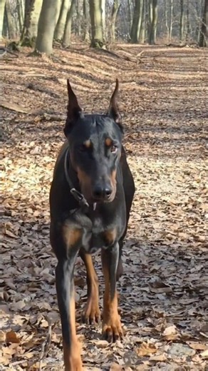 Der königliche Gang meiner Dobermann-Hündin Dona 👑🐾 | Eleganz, Stolz & Stärke