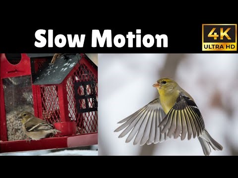 Finches in Slow Motion | Beautiful Winter Flight (4K)