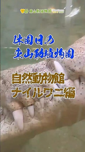 【東山動植物園公式】休園日のナイルワニ～水中編～《 ナイルワニ ワニ 》