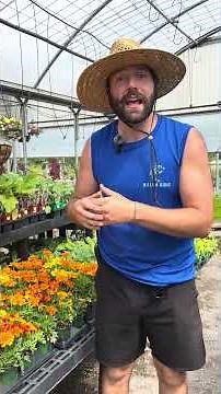 Why Marigolds Are a MUST for Your Vegetable Garden 🌼 (Companion Planting 101)