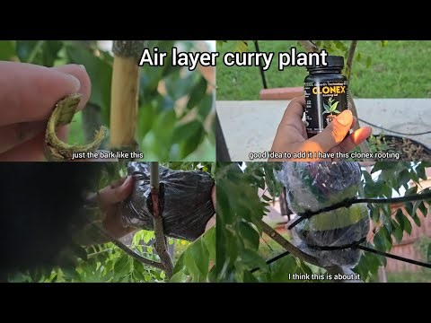 Air layering curry plant/ GROWING a Curry Plant in My Garden Using Air Layering curry leaves harvest