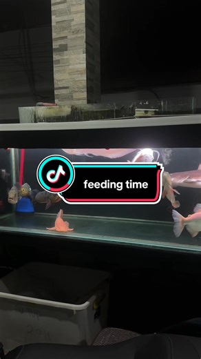 Feeding Time: Watch Predator Fish in Action