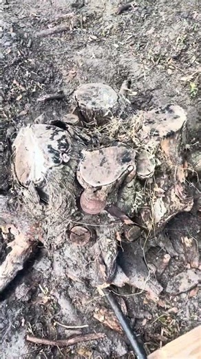 Brazilian pepper stump removal. Easy to remove after a few rainy seasons in SW Florida. Plz like!