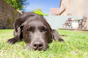 This is How You Can Recognize Heatstroke in Dogs and Cats