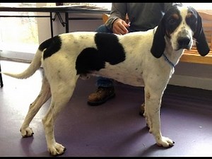 Dog left to die after scrotum cut off