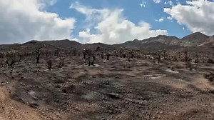 Wildfire in Mojave Desert destroys iconic Joshua trees